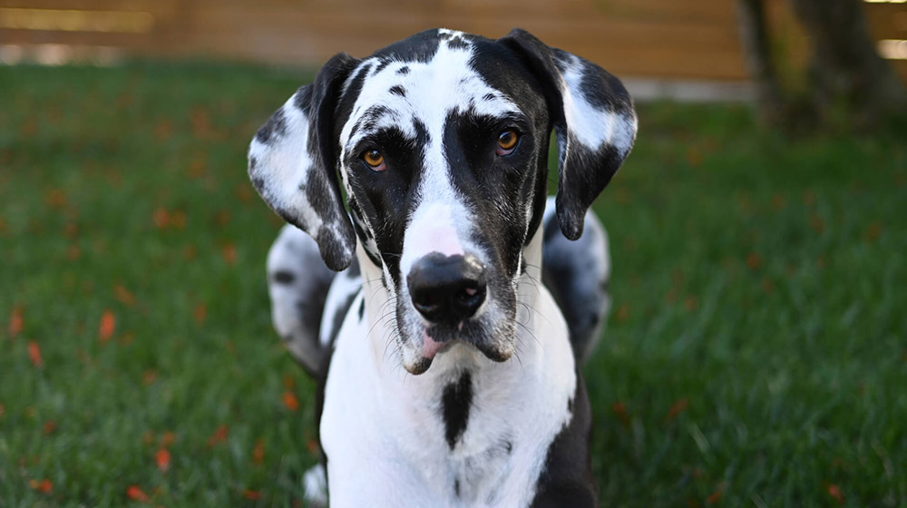 perro