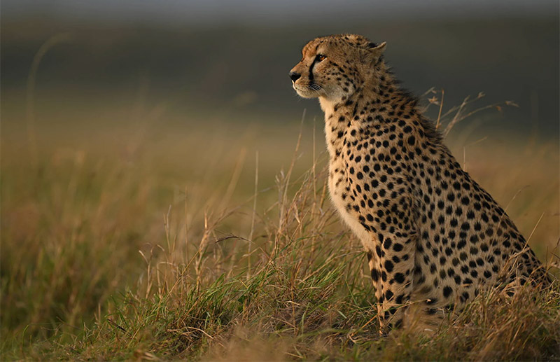Leopardo en safari