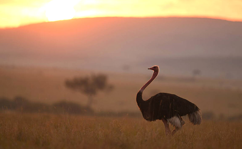 Emu en safari